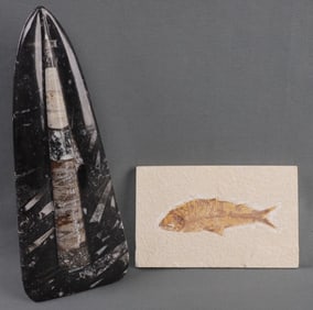 LOT 2 FISH FOSSIL & ORTHOCERAS FOSSIL DISPLAY