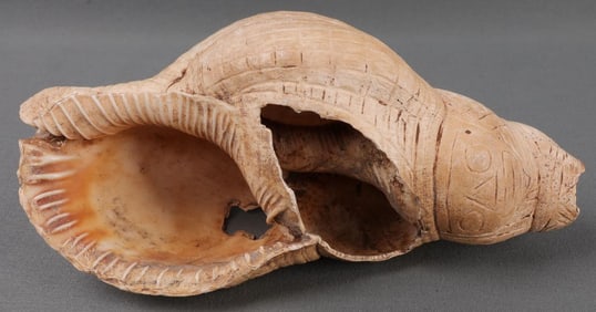 TAINO PRECOLUMBIAN CARVED SNAIL SHELL BIRD FIGURE