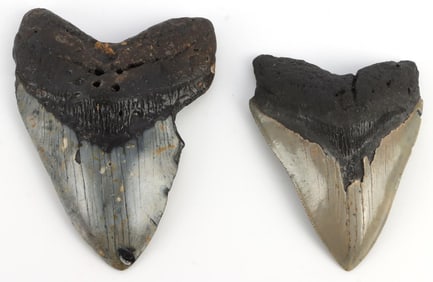 LOT OF 2 MEGALODON FOSSIL SHARK TEETH