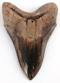 5 INCH MEGALODON FOSSIL SHARK TOOTH SMOOTH