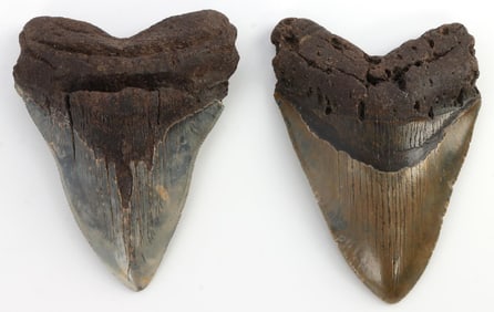 LOT OF 2 FOSSILIZED MEGALODON SHARK TEETH