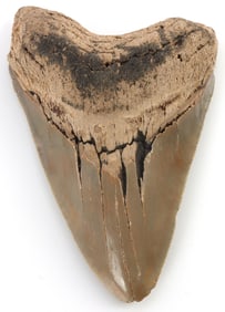 4.5 INCH MEGALODON SHARK FOSSIL TOOTH