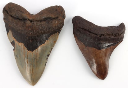 LOT OF 2 FOSSILIZED MEGALODON SHARK TEETH
