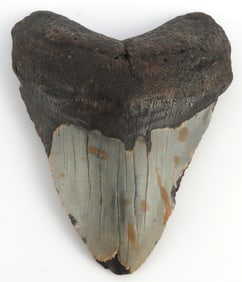4.5 INCH MEGALODON SHARK FOSSILIZED TOOTH