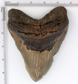 LARGE 5.75 INCH MEGALODON FOSSIL SHARK TOOTH