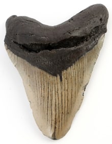 LARGE 5.8 INCH MEGALODON SHARK FOSSIL TOOTH