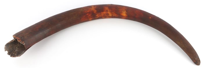 3 FOOT SIBERIAN FOSSIL MAMMOTH TUSK