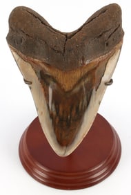MASSIVE 6 7/16 INCH MEGALODON TOOTH FOSSIL