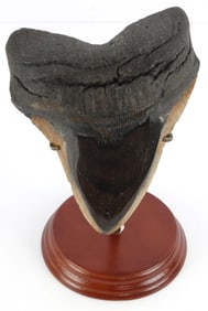 MASSIVE 6.75 INCH MEGALODON TOOTH FOSSIL