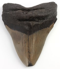 4.5 INCH FOSSILIZED MEGALODON SHARK TOOTH
