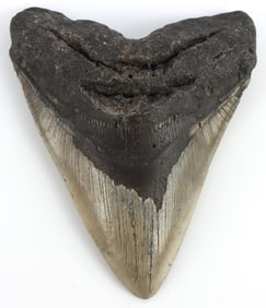LARGE 5.75 INCH MEGALODON SHARK TOOTH FOSSIL