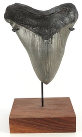 LARGE 5.5 INCH MEGALODON SHARK TOOTH FOSSIL