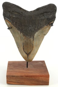 LARGE 6.25 INCH MEGALODON SHARK TOOTH FOSSIL