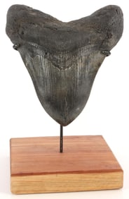 LARGE 5 INCH MEGALODON SHARK TOOTH FOSSIL