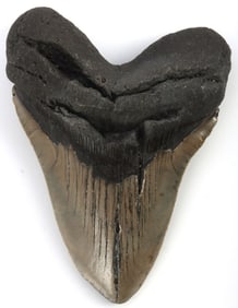 5.25 INCH FOSSIL MEGALODON GIANT SHARK TOOTH