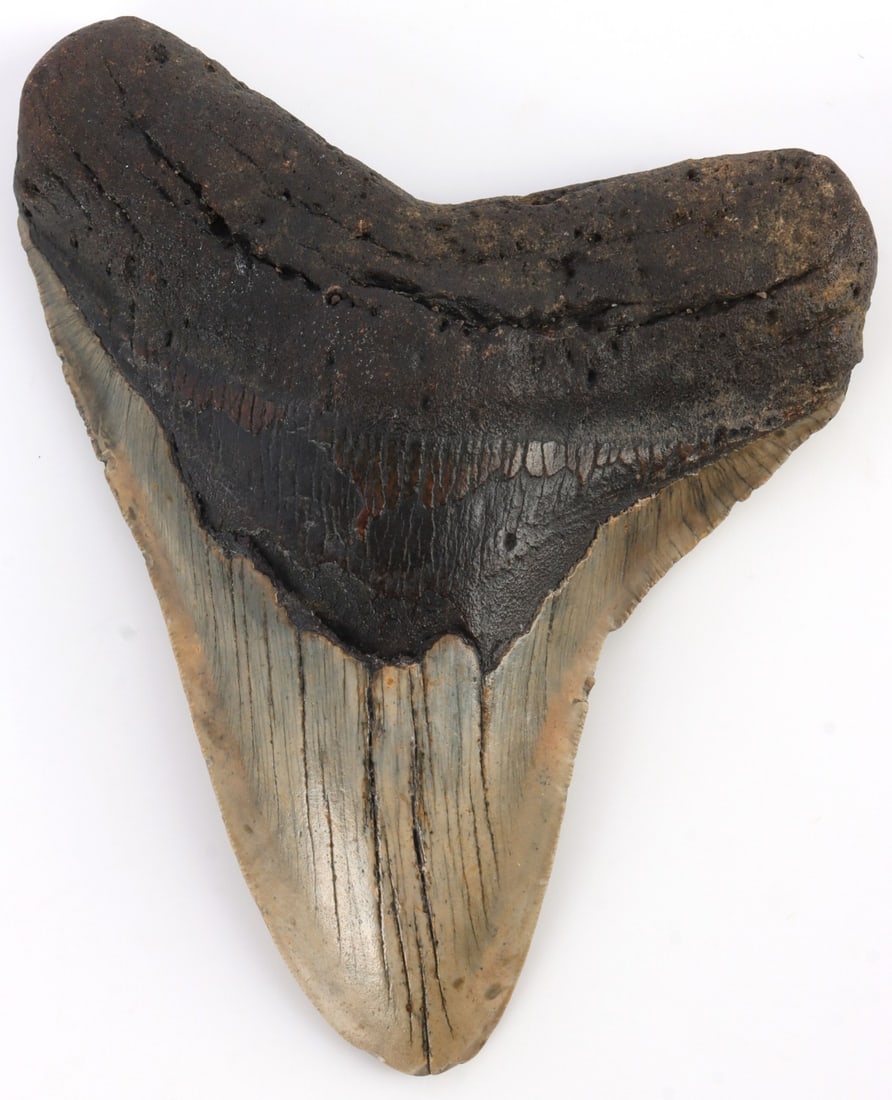 5.8 INCH FOSSIL MEGALODON GIANT SHARK TOOTH: 5.8 inch top to bottom along edge megalodon tooth. Rough edge. Some chipping on the edge. Some enamel has worn off. Very good condition. This lot has a reserve.