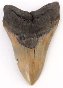5.25 INCH FOSSIL MEGALODON GIANT SHARK TOOTH