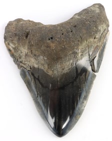 5.6 INCH FOSSIL MEGALODON GIANT SHARK TOOTH