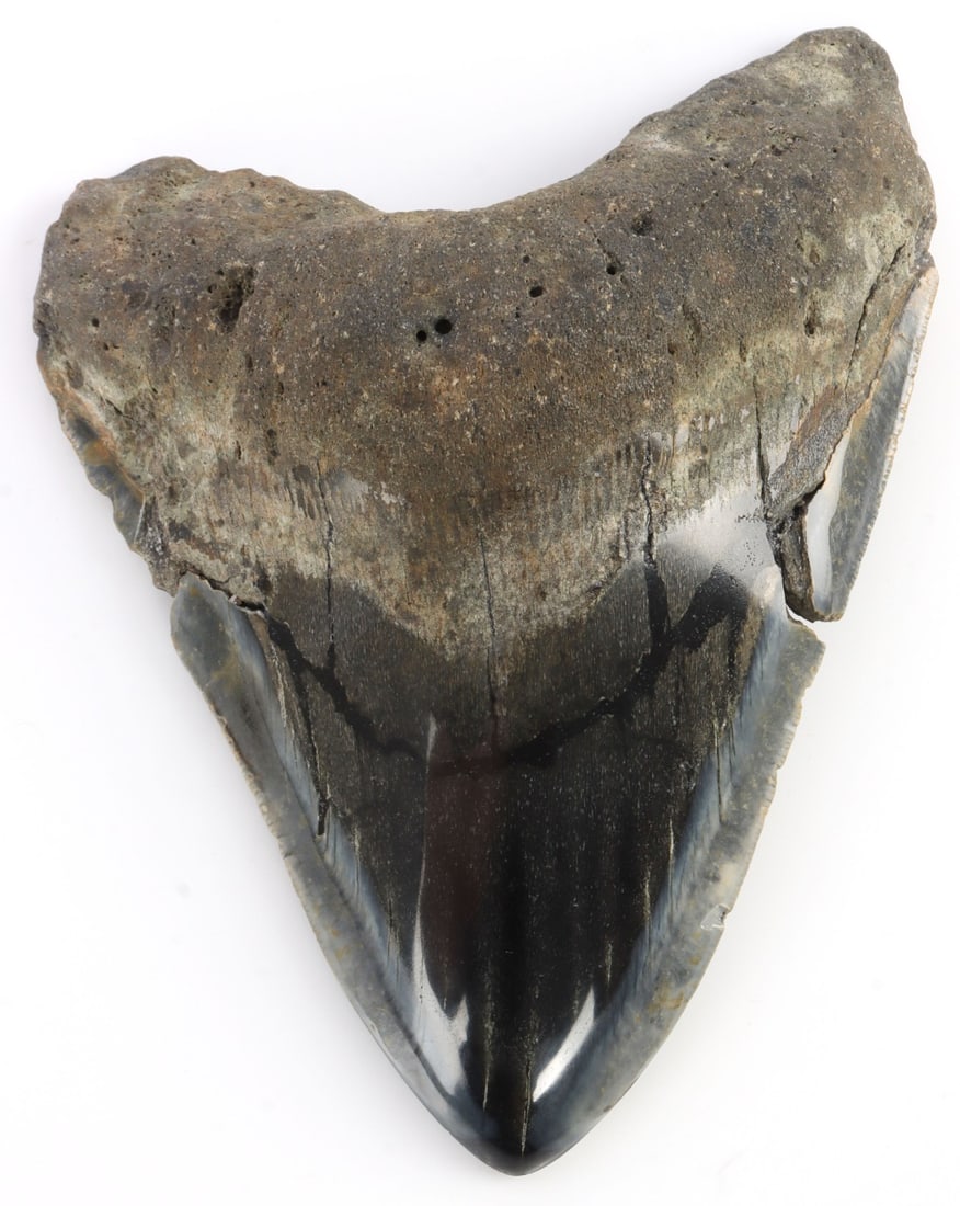 5.6 INCH FOSSIL MEGALODON GIANT SHARK TOOTH: 5.6 inch top to bottom along edge megalodon tooth. Rough edge. Some chipping on the edge. Some enamel has worn off, revealing a vibrant and lustrous core. Very good condition. This lot has a reserve.