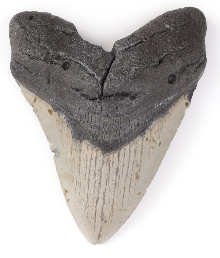 4.5 INCH FOSSIL MEGALODON GIANT SHARK TOOTH: 4.5 inch top to bottom along edge megalodon tooth. Rough edge. Some chipping on the edge. Some wear on the enamel. Good condition. This lot has a reserve.