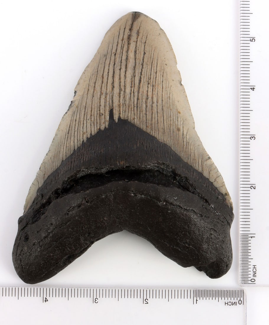 LARGE 5.8 INCH MEGALODON SHARK FOSSIL TOOTH: 5.8 inches. Gray enamel, receding on front and back. Rough edged but chipped. Very good condition. This lot has a reserve.