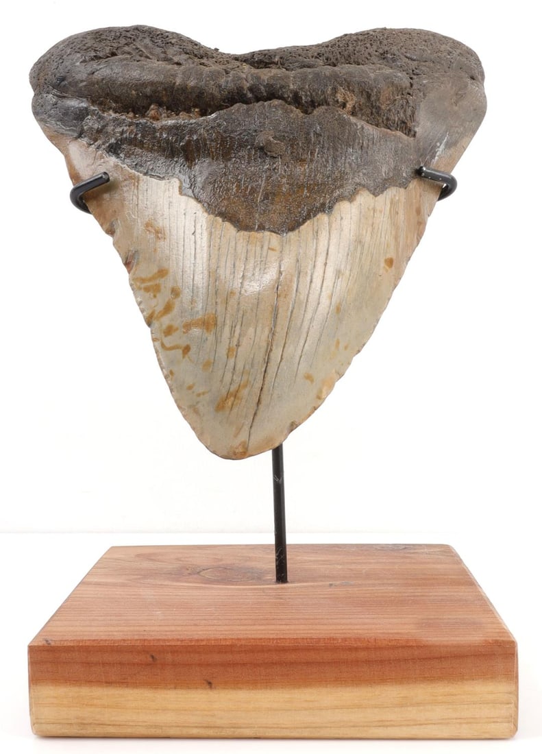 LARGE 6.5 INCH FOSSIL MEGALODON SHARK TOOTH: 6.5 inch megalodon tooth. Some chipping on edge. Rough edge. Comes with own stand. This lot has a reserve.