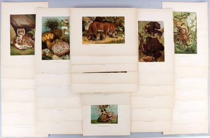 LOT 33 SELMAR HESS 19TH CENTURY CHROMOLITHOGRAPHS