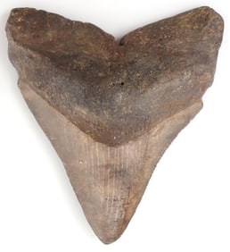 3.5 INCH MEGALODON SHARK TOOTH FOSSIL
