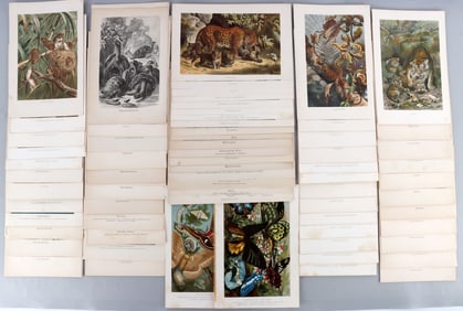 LOT 81 ANTIQUE 19TH CENTURY WILDLIFE LITHO PRINTS