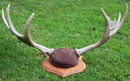 MOUNTED JUVENILE MOOSE ANTLERS