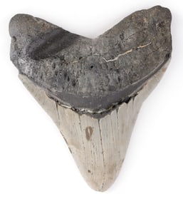 4.4 INCH FOSSIL MEGALODON GIANT SHARK TOOTH