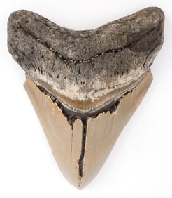 4.4 INCH FOSSIL MEGALODON GIANT SHARK TOOTH