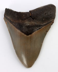 4.5 INCH MEGALODON SHARK TOOTH FOSSIL
