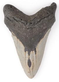 4.75 INCH FOSSIL MEGALODON GIANT SHARK TOOTH