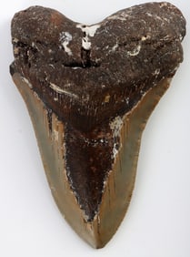 4.75 INCH MEGALODON SHARK TOOTH FOSSIL