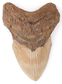 4.9 INCH FOSSIL MEGALODON GIANT SHARK TOOTH