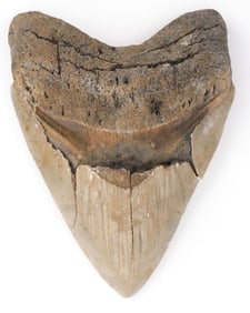 5.1 INCH FOSSIL MEGALODON GIANT SHARK TOOTH