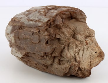PETRIFIED MASTODON OR MAMMOTH TUSK SECTION