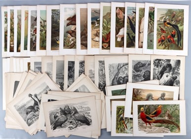 LOT 89 ANTIQUE 19TH CENTURY WILDLIFE LITHO PRINTS