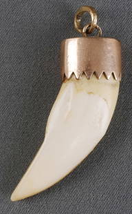 14 KT GOLD MOUNT BEAR TOOTH PENDANT: Readily test for 14 kt, although not marked. 2 inches (along the curve.) This lot has a reserve.