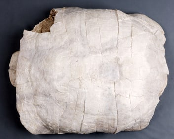 MASSIVE PETRIFIED PREHISTORIC TURTLE SHELL FOSSIL