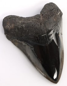 5 INCH PREHISTORIC MEGALODON FOSSIL SHARK TOOTH