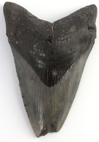 5 INCH PREHISTORIC MEGALODON FOSSIL SHARK TOOTH