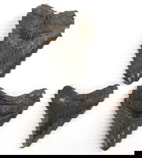 3 PREHISTORIC MEGALODON FOSSIL SHARK TOOTH LOT: Lot of THREE (3) megalodon teeth - one 5 inches, one 4.1 inches, one 4 inches. Some chips. Overall, all three are in very good, original condition.