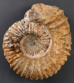 LARGE PREHISTORIC RIBBED AMMONITE FOSSIL
