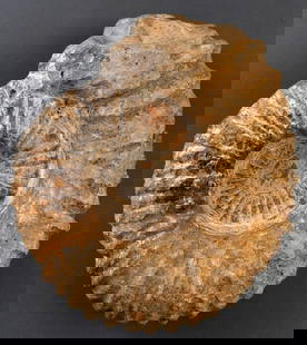 LARGE PREHISTORIC RIBBED AMMONITE FOSSIL: Ribbed ammonite fossil. 9-inch diameter, 4-inch thickness. 12.8 pounds. Very good, original condition.