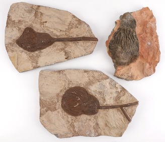 3 PARTIAL FOSSILIZED SCYPHOCRINITES