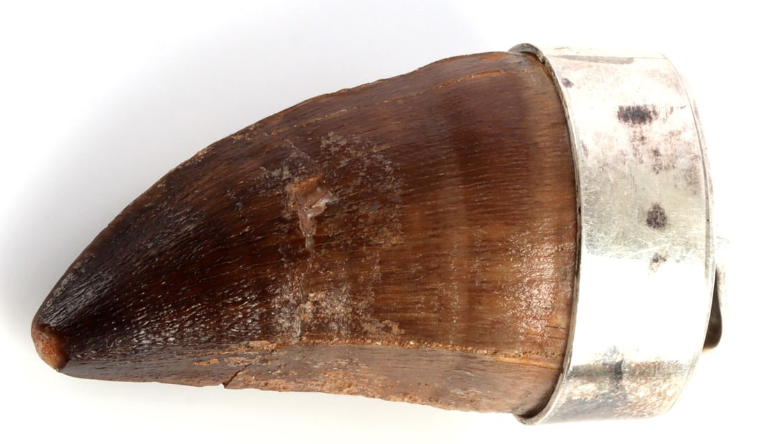 MOSASAUR FOSSIL TOOTH IN SILVER MOUNTING: Mosasaur tooth in silver mounting. Measures 2.5 inches along the curve. Very good, original condition.