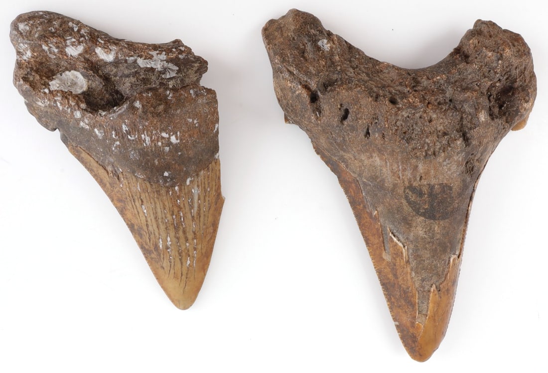 2 PREHISTORIC MEGALODON FOSSIL SHARK TOOTH LOT: Lot of TWO (2) megalodon teeth, one 3.5 inches and the other 3.9 inches. In good, original condition.