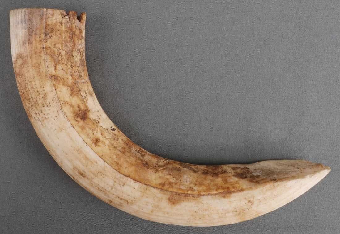 10 INCH AFRICAN WARTHOG TUSK: 10 inches measured along the curve. Know your local laws prior to bidding.
